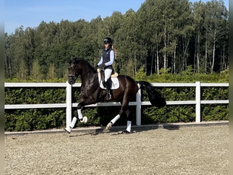Oldenburger Ruin 9 Jaar 172 cm Donkerbruin in Kaunas