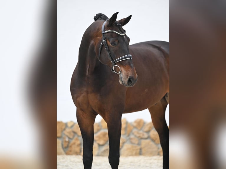 Oldenburger Ruin 9 Jaar 172 cm Donkerbruin in Tauberrettersheim