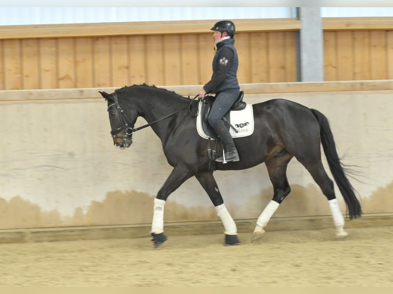 Oldenburger Ruin 9 Jaar 172 cm Donkerbruin in Wellheim
