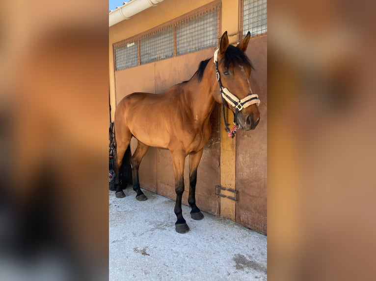 Oldenburger Ruin 9 Jaar 174 cm Bruin in Lizarra