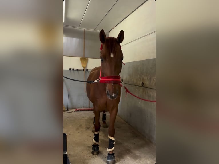 Oldenburger Mix Ruin 9 Jaar 175 cm Donkere-vos in Junglinster