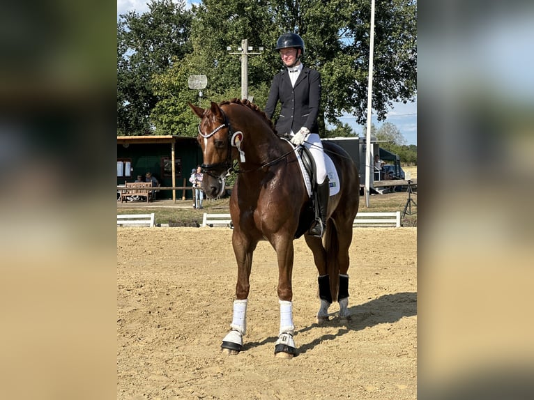 Oldenburger Ruin 9 Jaar 179 cm Vos in Bassum