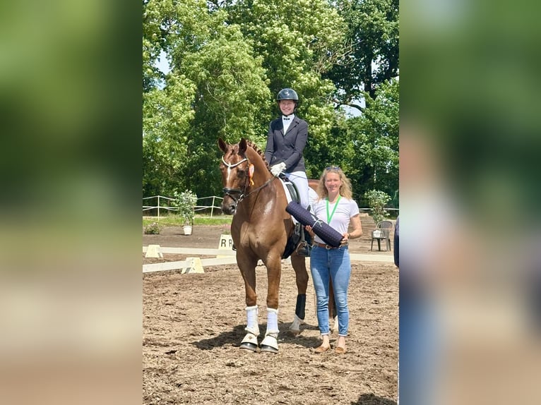 Oldenburger Ruin 9 Jaar 179 cm Vos in Bassum