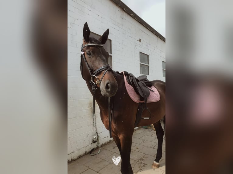 Oldenburger Ruin 9 Jaar 180 cm Donkerbruin in Elsdorf