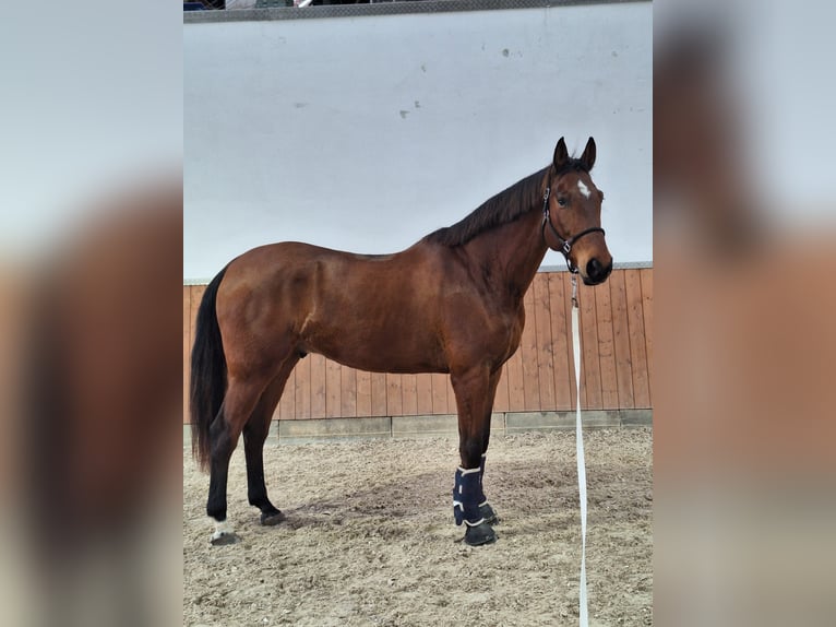Oldenburger Ruin 9 Jaar 182 cm Bruin in Seelbach