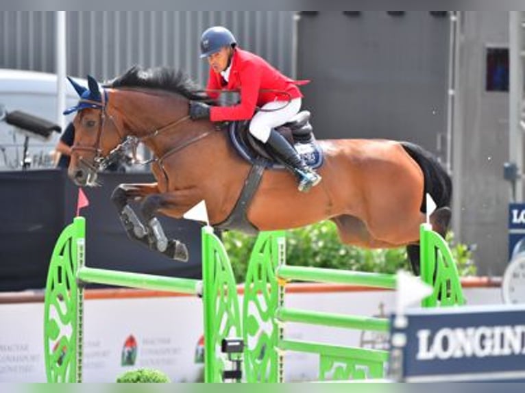 Oldenburger Springpaard Onbekend Embryo  in Waddinxveen