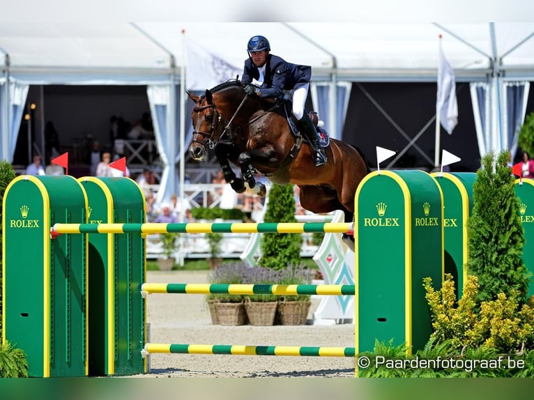 Oldenburger Springpaard Onbekend Embryo  in Waddinxveen