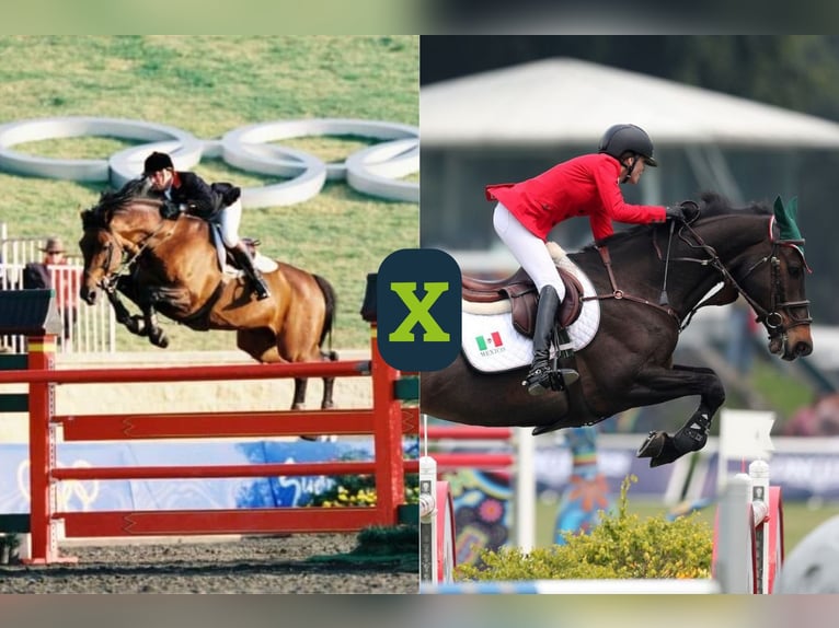 Oldenburger Springpaard Onbekend Embryo  in WK Heerde