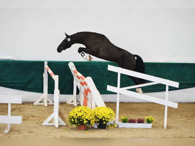 Oldenburger Springpaard Hengst 11 Jaar 170 cm Zwart in Neunkirchen