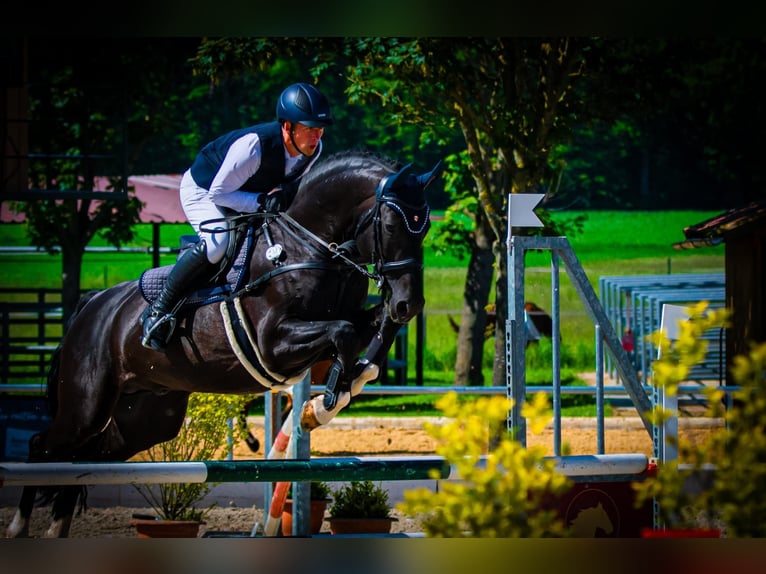 Oldenburger Springpaard Hengst 11 Jaar 170 cm Zwart in Neunkirchen