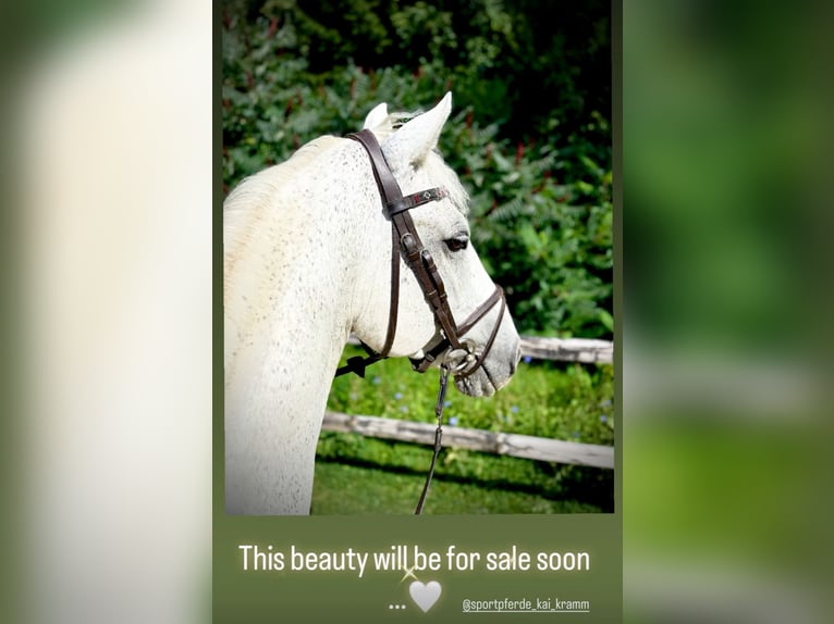 Oldenburger Springpaard Hengst 12 Jaar 164 cm Schimmel in Limburg an der Lahn