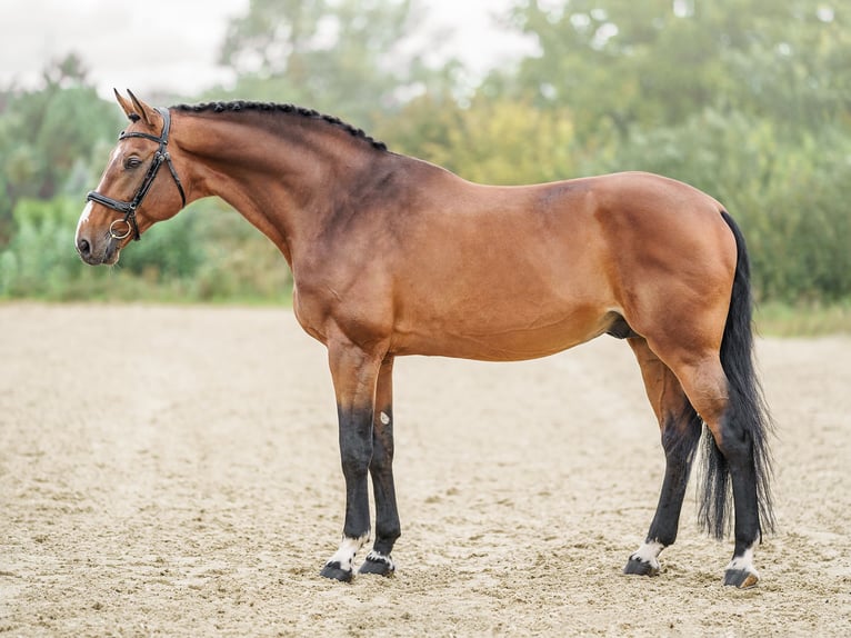 Oldenburger Springpaard Hengst 14 Jaar 172 cm Roodbruin in Prague