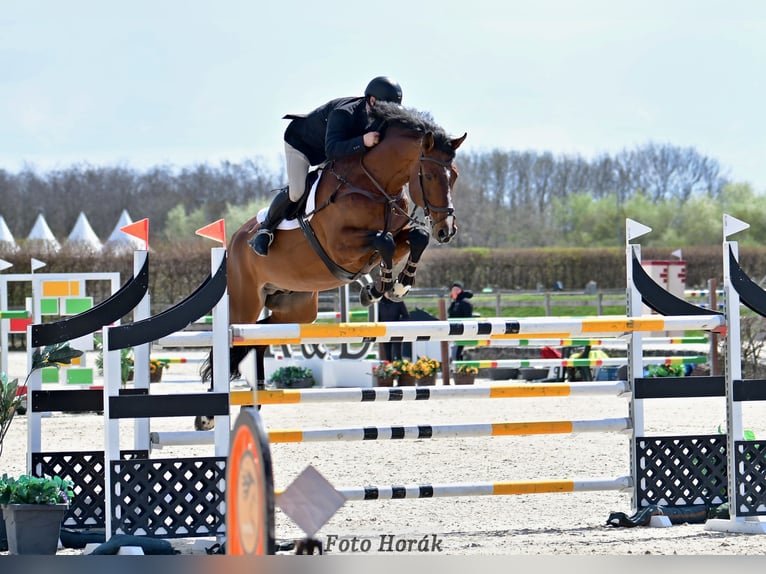 Oldenburger Springpaard Hengst 14 Jaar 172 cm Roodbruin in Prague