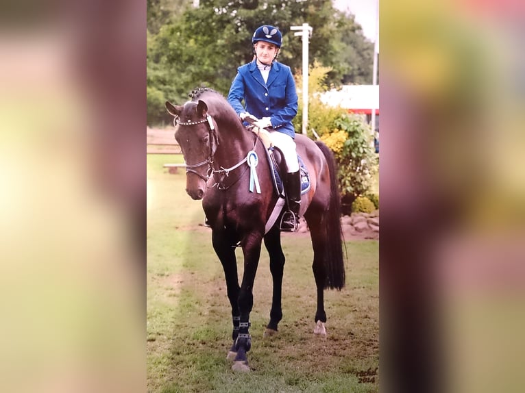 Oldenburger Springpaard Hengst 16 Jaar 168 cm Zwartbruin in Walchum