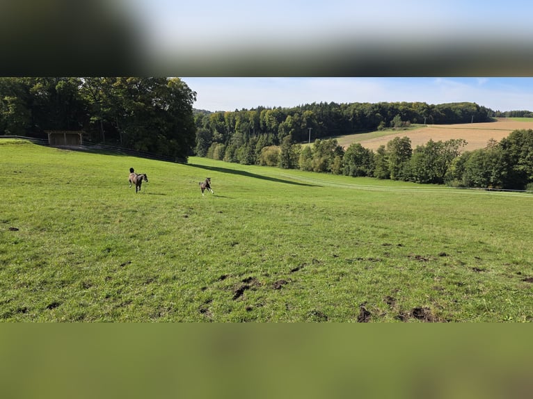 Oldenburger Springpaard Hengst 1 Jaar 135 cm Donkerbruin in Ludwigshafen am Rhein