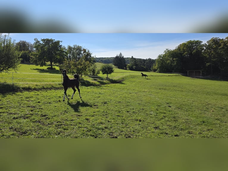 Oldenburger Springpaard Hengst 1 Jaar 135 cm Donkerbruin in Ludwigshafen am Rhein