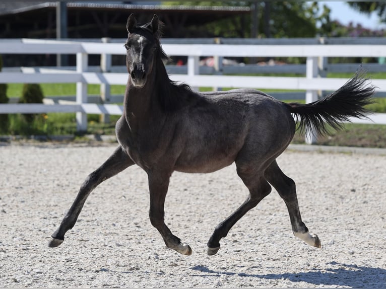 Oldenburger Springpaard Hengst 1 Jaar 143 cm in Kolobrzeg