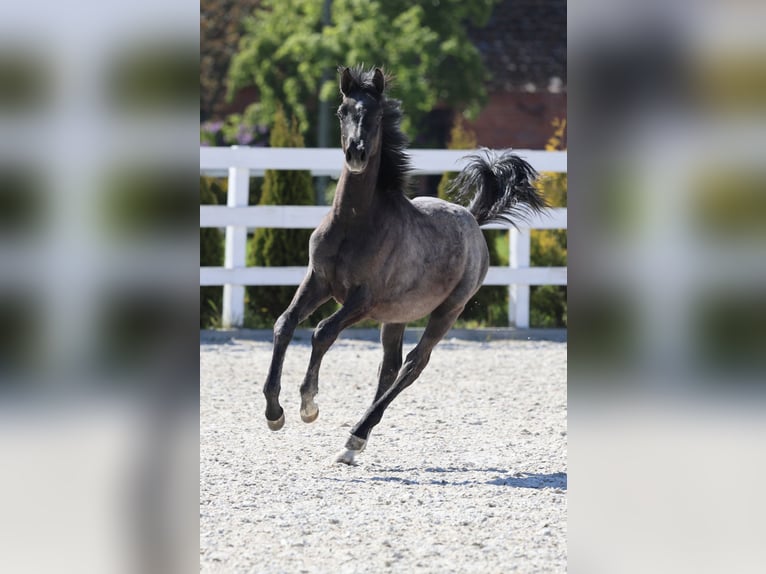 Oldenburger Springpaard Hengst 1 Jaar 143 cm in Kolobrzeg