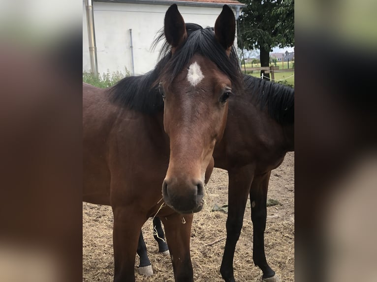 Oldenburger Springpaard Hengst 1 Jaar 162 cm Bruin in Hiddenhausen