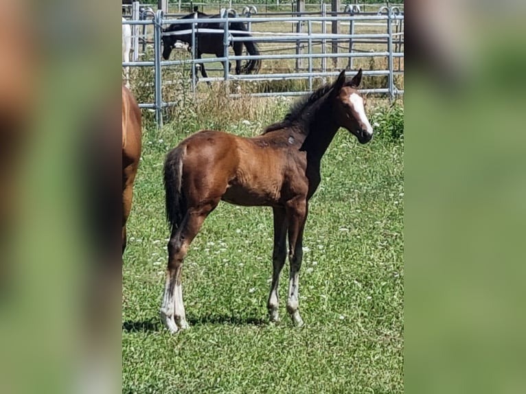 Oldenburger Springpaard Hengst 1 Jaar 169 cm Bruin in Neupotz
