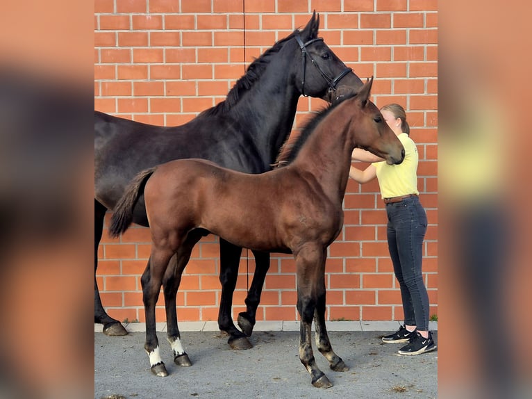 Oldenburger Springpaard Hengst 1 Jaar 169 cm Bruin in Ochtersum