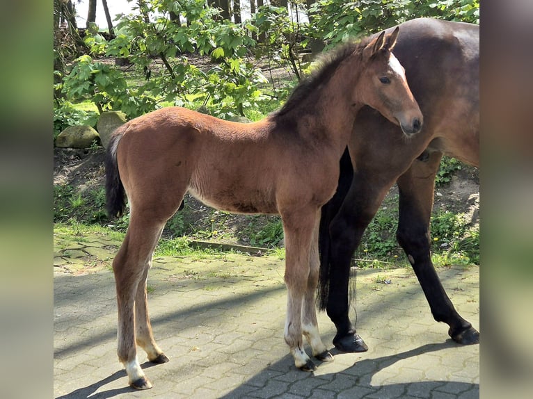 Oldenburger Springpaard Hengst 1 Jaar 170 cm Donkerbruin in Lindern (Oldenburg)