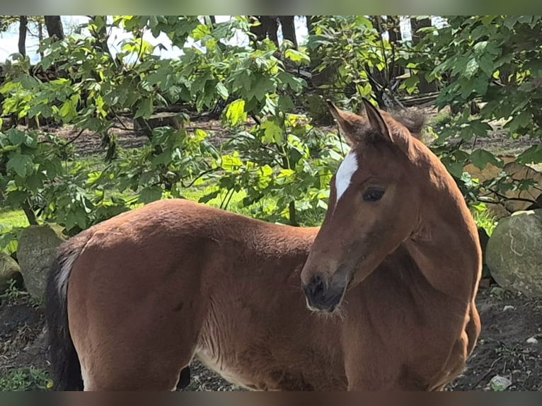 Oldenburger Springpaard Hengst 1 Jaar 170 cm Donkerbruin in Lindern (Oldenburg)