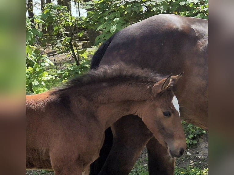 Oldenburger Springpaard Hengst 1 Jaar 170 cm Donkerbruin in Lindern (Oldenburg)