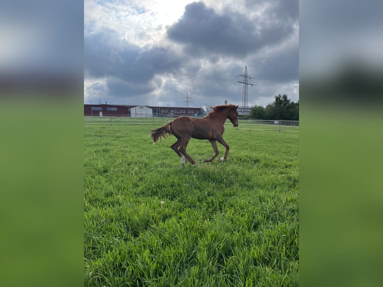 Oldenburger Springpaard Hengst 1 Jaar 170 cm Donkere-vos in Bassum