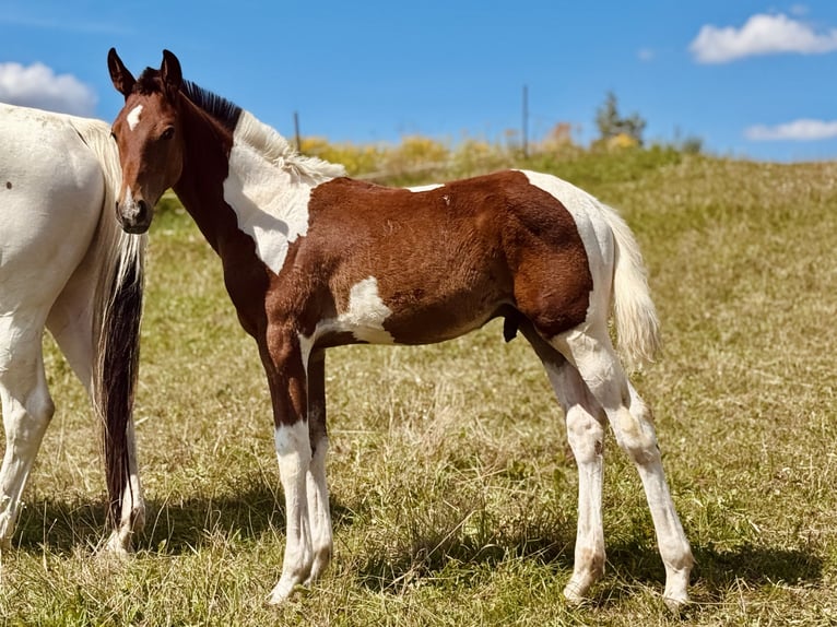 Oldenburger Springpaard Hengst 1 Jaar 170 cm Tobiano-alle-kleuren in Dojazdów