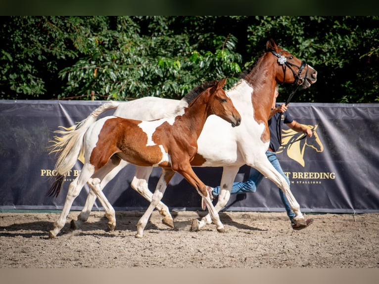 Oldenburger Springpaard Hengst 1 Jaar 170 cm Tobiano-alle-kleuren in Dojazdów