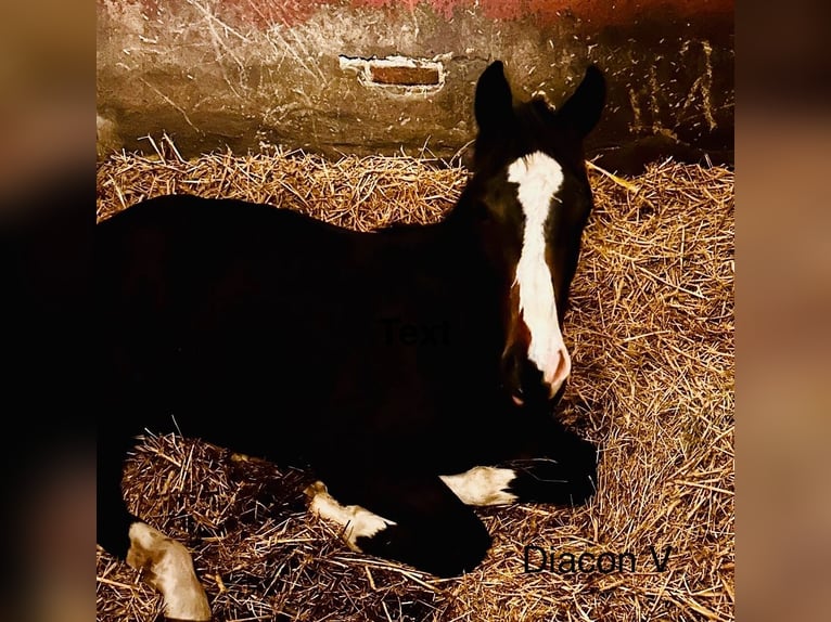 Oldenburger Springpaard Hengst 1 Jaar 172 cm Donkerbruin in Lohne (Oldenburg)Lohne