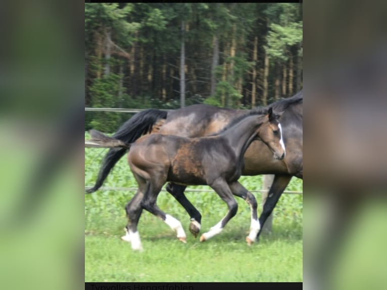 Oldenburger Springpaard Hengst 1 Jaar 172 cm Donkerbruin in Lohne (Oldenburg)Lohne