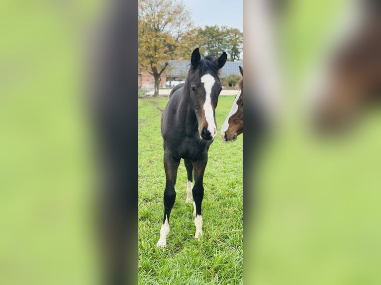 Oldenburger Springpaard Hengst 1 Jaar 172 cm Donkerbruin in Lohne (Oldenburg)Lohne