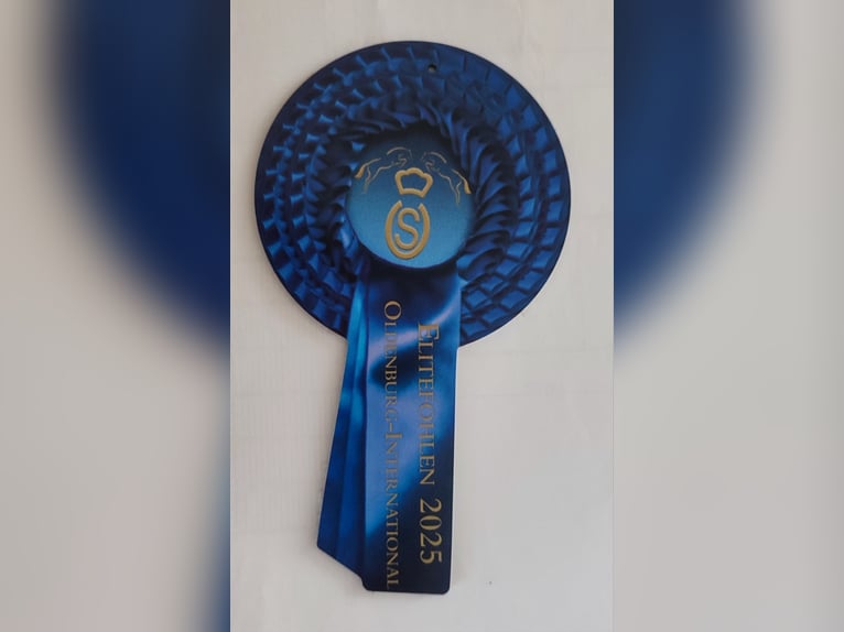 Oldenburger Springpaard Hengst 1 Jaar Bruin in Cloppenburg