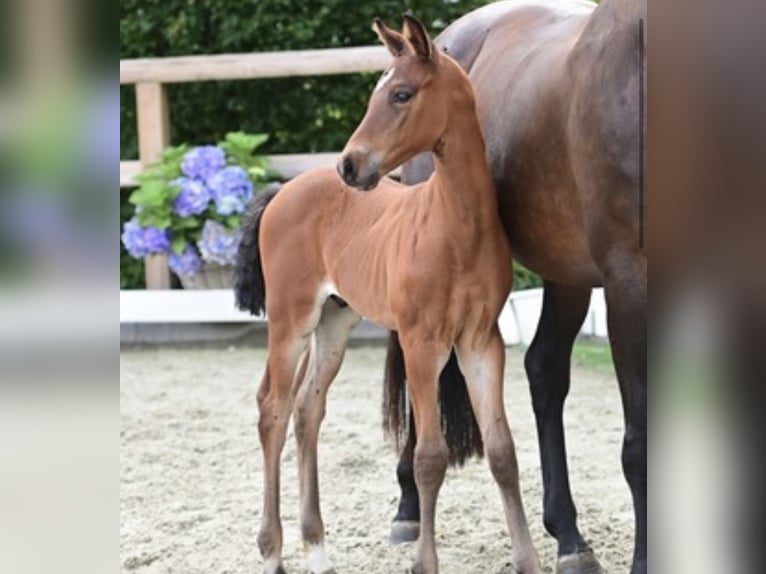 Oldenburger Springpaard Hengst 1 Jaar Bruin in Dahlenburg