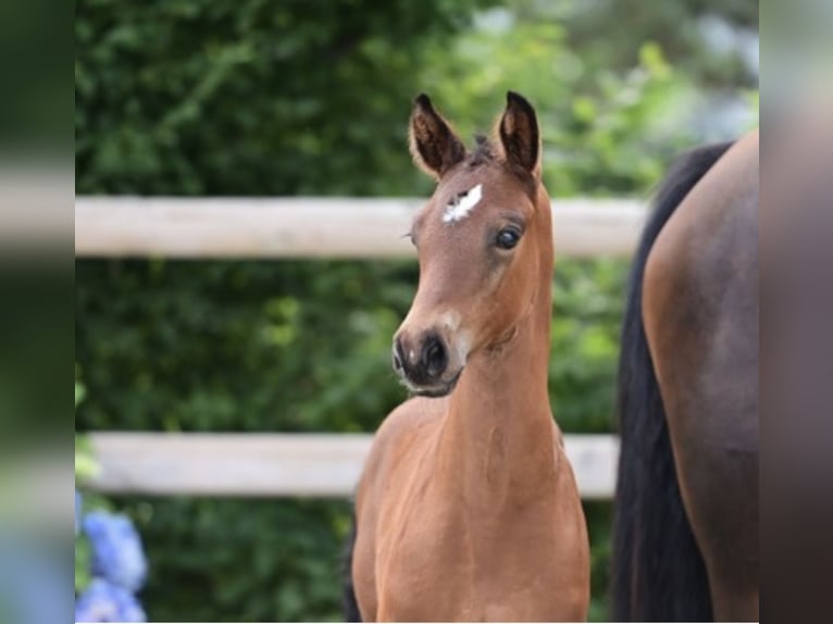 Oldenburger Springpaard Hengst 1 Jaar Bruin in Dahlenburg