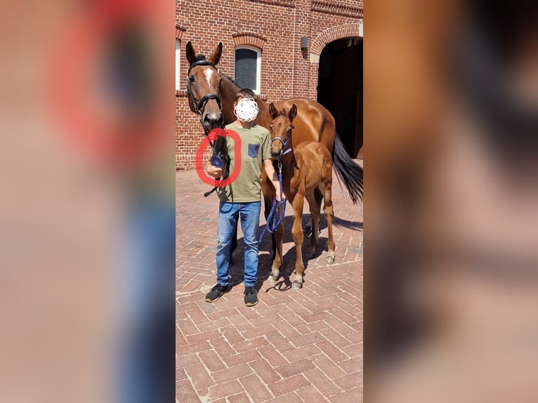 Oldenburger Springpaard Hengst 1 Jaar Bruin in Emstek