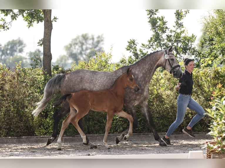 Oldenburger Springpaard Hengst 1 Jaar Bruin in Garrel