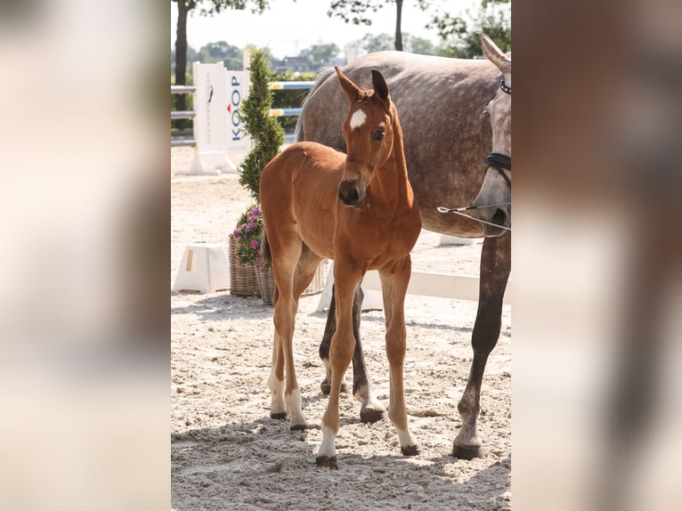 Oldenburger Springpaard Hengst 1 Jaar Bruin in Garrel