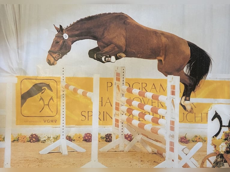 Oldenburger Springpaard Hengst 1 Jaar Bruin in Lastrup