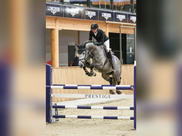 Oldenburger Springpaard Hengst 1 Jaar Bruin in Lastrup