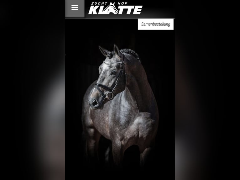 Oldenburger Springpaard Hengst 1 Jaar Bruin in Lastrup