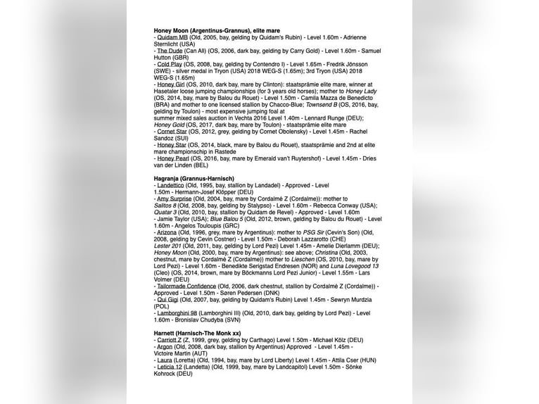 Oldenburger Springpaard Hengst 1 Jaar Bruin in Löningen