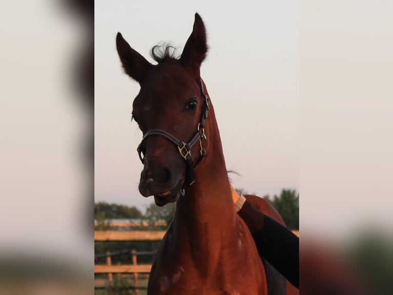 Oldenburger Springpaard Hengst 1 Jaar Bruin in Oberkrämer