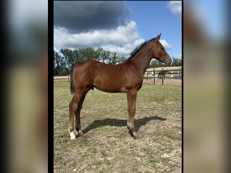 Oldenburger Springpaard Hengst 1 Jaar Bruin in Oberkrämer