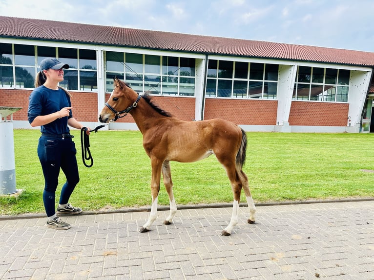 Oldenburger Springpaard Hengst 1 Jaar Bruin in Zülpich