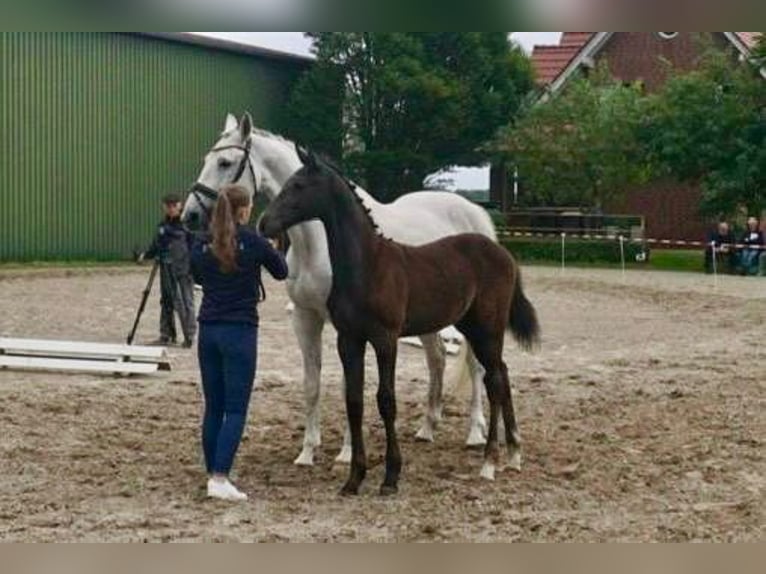 Oldenburger Springpaard Hengst 1 Jaar kan schimmel zijn in Wittmund