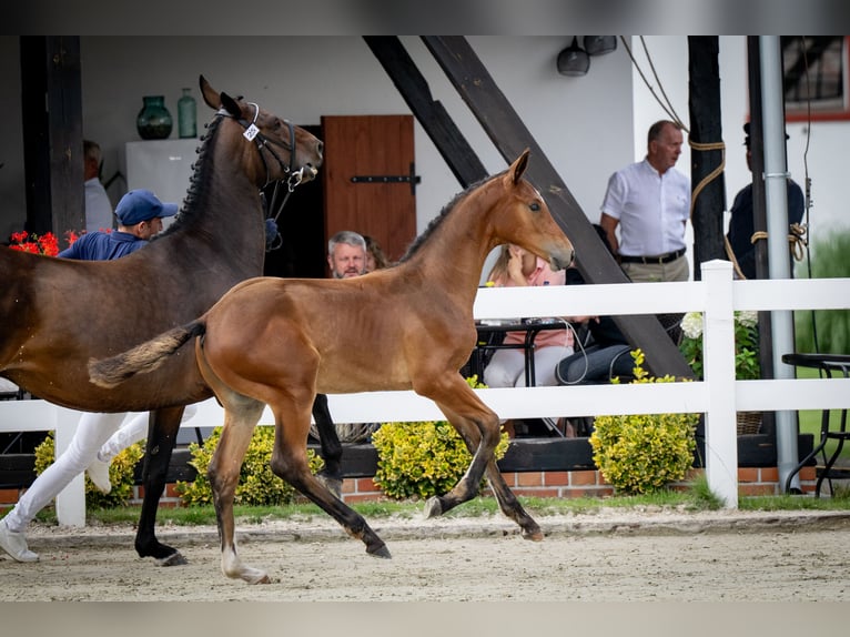 Oldenburger Springpaard Hengst 1 Jaar Roodbruin in Toruń