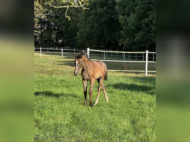 Oldenburger Springpaard Hengst 1 Jaar Schimmel in Ganderkesee